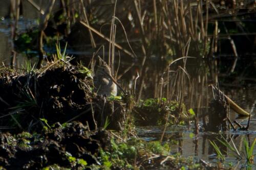 Watersnip