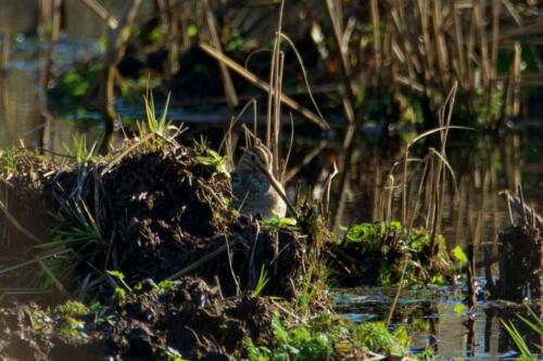 Watersnip
