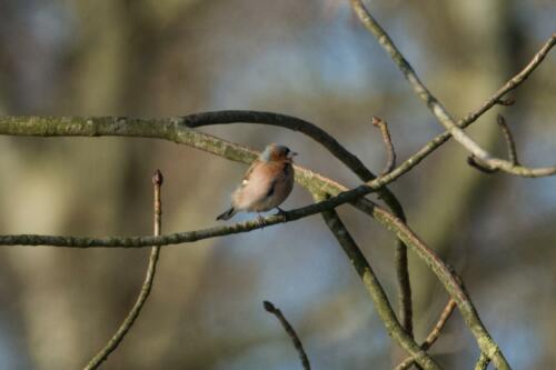 Vink