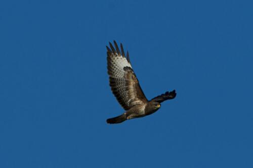 Buizerd