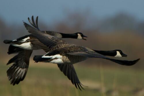 Grote canadese gans
