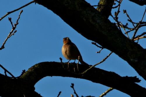 Vink