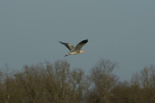 Blauwe reiger
