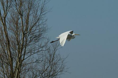 Grote zilverreiger