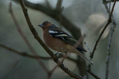 Vink