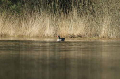 Grauwe gans