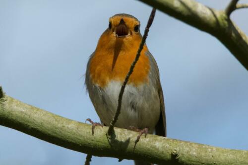 Roodborst