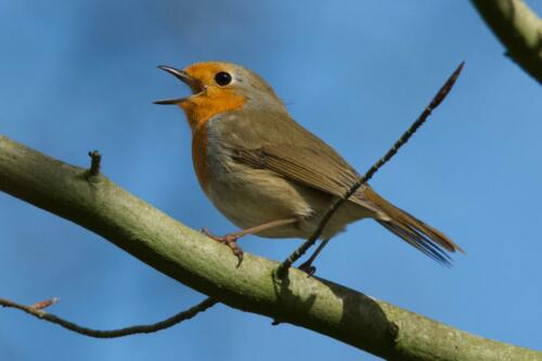 Roodborst