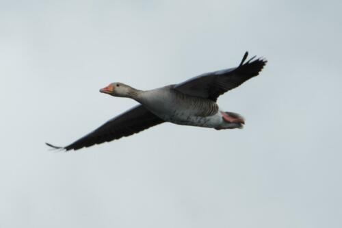 Grauwe gans