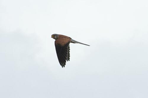 Torenvalk