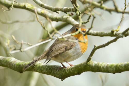Roodborst